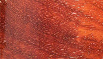 Padauk Padauk